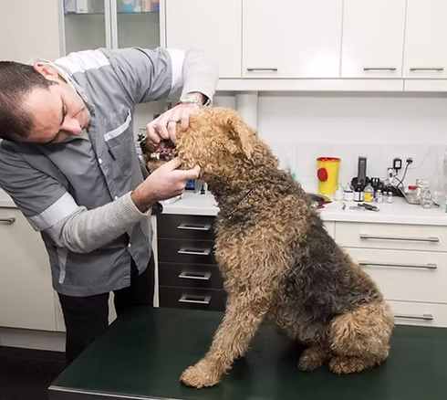 Veterinaire avec un chien | Docteur David Petruszka, Votre vétérinaire agréé de référence à Woluwe-Saint-Lambert