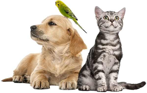 pic 11 | Docteur David Petruszka, Votre vétérinaire agréé de référence à Woluwe-Saint-Lambert