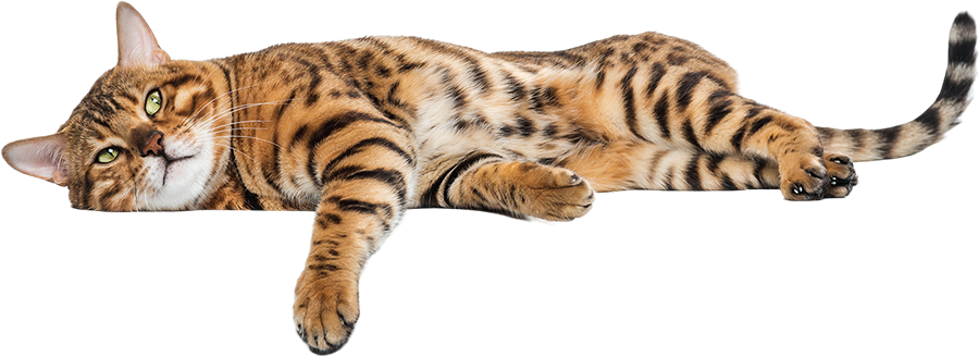 pic 2 | Docteur David Petruszka, Votre vétérinaire agréé de référence à Woluwe-Saint-Lambert